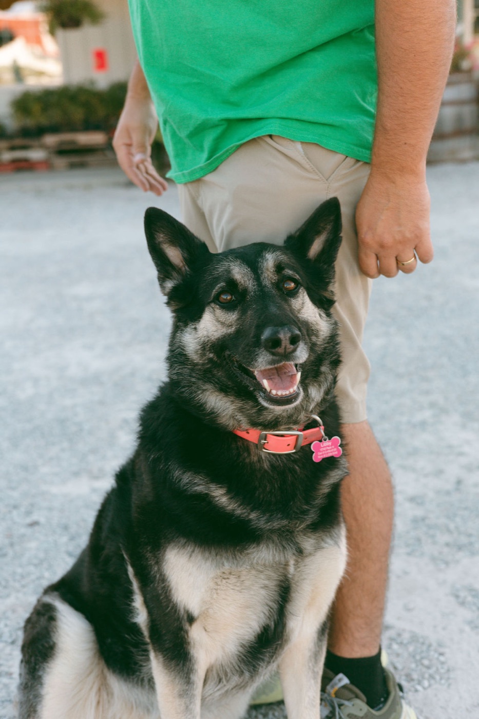 Libby the German Shepherd farm dog sitting outdoors